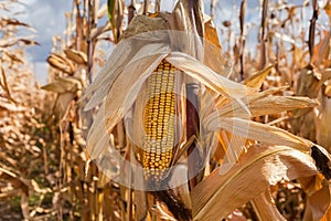 Ripe corn ear on the dry stem on corn field