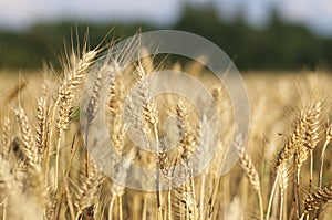 Ripe corn ears in summer field