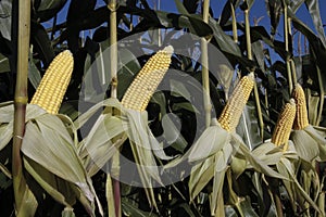 Ripe corn field