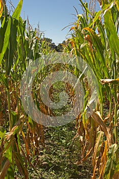 Ripe corn field