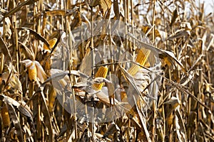 Ripe corn field