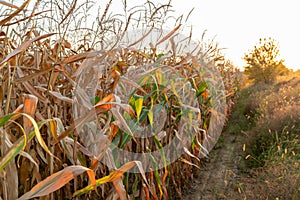 Ripe corn field