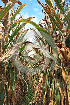 Ripe Corn Field