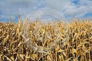 Ripe corn field