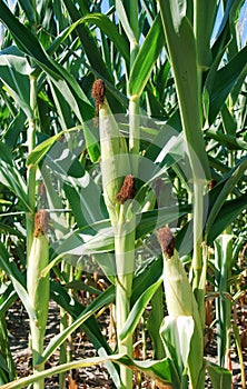 Ripe corn in the field