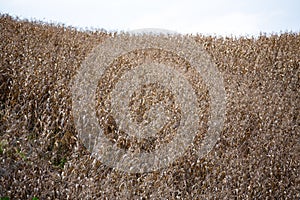 Ripe corn field, Agriculture, During harvest, Selective focus, Abstract background