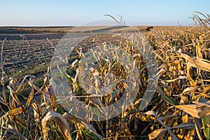 Ripe corn field