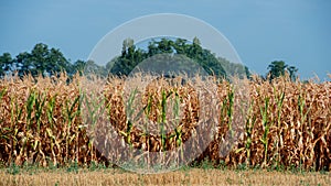 Ripe corn field and blue sky, rural landscape