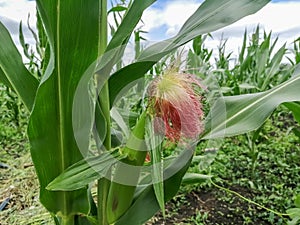 Ripe corn in the field. Corn on a plant in husks. Corn with a red chub on the plant