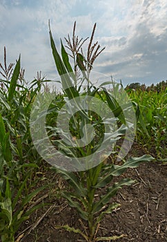 Ripe Corn. Field of corn in the south of Russia.
