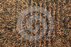 Ripe corn field full of weed, aerial shot from drone pov