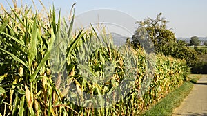Ripe corn field in Germany