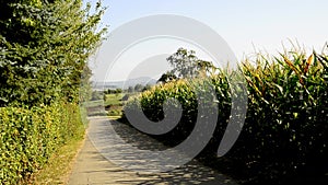 Ripe corn field in Germany