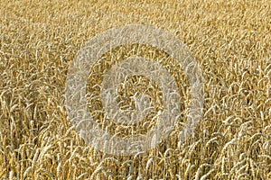 Ripe corn field in golden colors