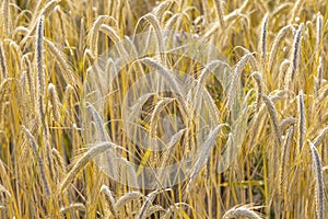 ripe corn field in golden colors