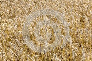 ripe corn field in golden colors