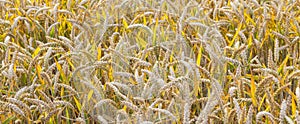 Ripe corn field in golden colors