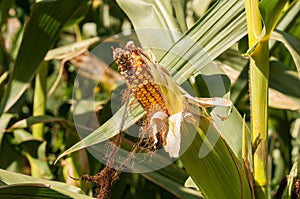 Ripe corn in the field.Nature