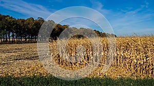 Ripe corn field in October. Autumn season in the village