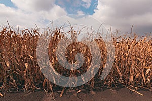 Ripe corn field ready for harvest