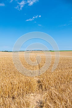 Ripe Corn Field ready for harvest