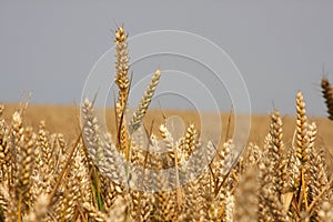 Ripe corn in field ready to harvest.