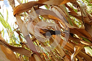 Ripe corn in the field in Southern Germany, Baden-Wuerttemberg photo