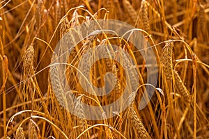 Ripe corn field in summer