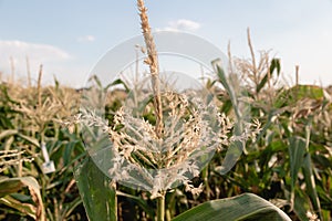 Ripe corn field. Summer August