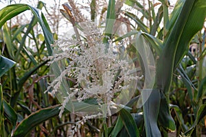 Ripe corn field. Summer August