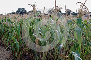 Ripe corn field. Summer August
