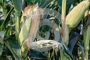 Ripe corn field. Summer August