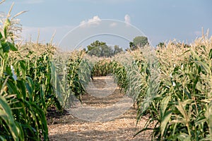 Ripe corn field. Summer August