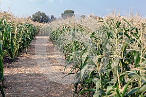 Ripe corn field. Summer August