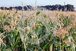 Ripe corn field. Summer August