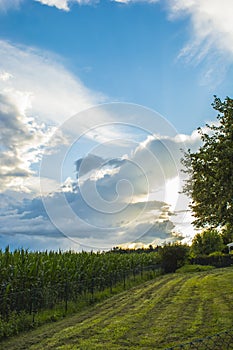 A ripe corn field under a cloudy sky