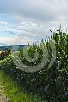 A ripe corn field under a cloudy sky