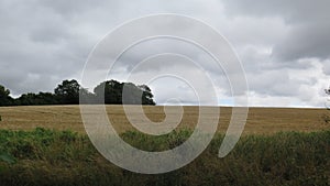 Ripe corn field under heavy clouds on summer day in UK