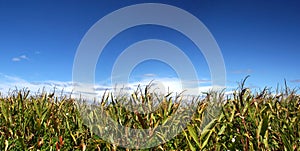 Ripe corn field under sky