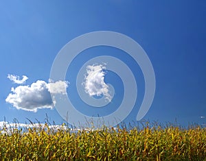 Ripe corn field under sky