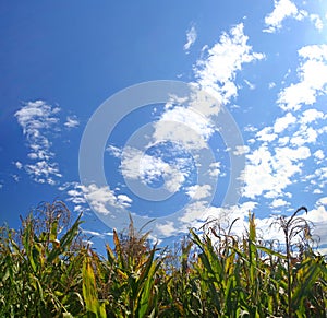 Ripe corn field under sky