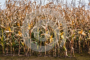 Ripe corn field with yellow corn cobs