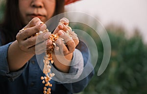 Ripe corn grain in woman farmer hand pouring with plantation farm background