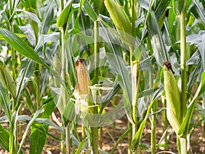 Ripe corn growing in the field