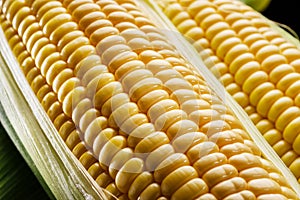 Ripe corn heads with corn whiskers and leaves