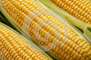 Ripe corn heads with corn whiskers and leaves