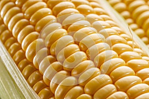 Ripe corn heads with corn whiskers and leaves