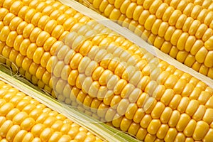 Ripe corn heads with corn whiskers and leaves