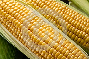 Ripe corn heads with corn whiskers and leaves