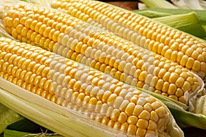 Ripe corn heads with corn whiskers and leaves